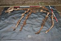 Plate 18. Skeleton reconstructed