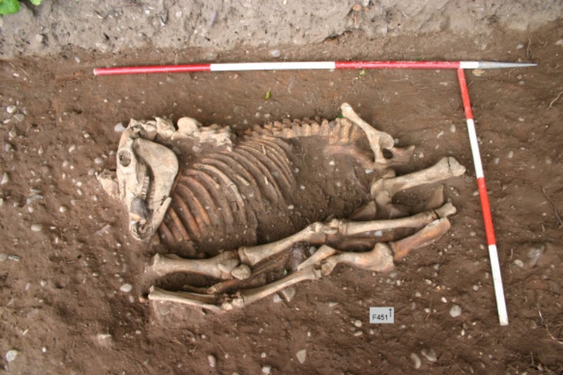 Plate 17. Horse burial, the skeleton as excavated.